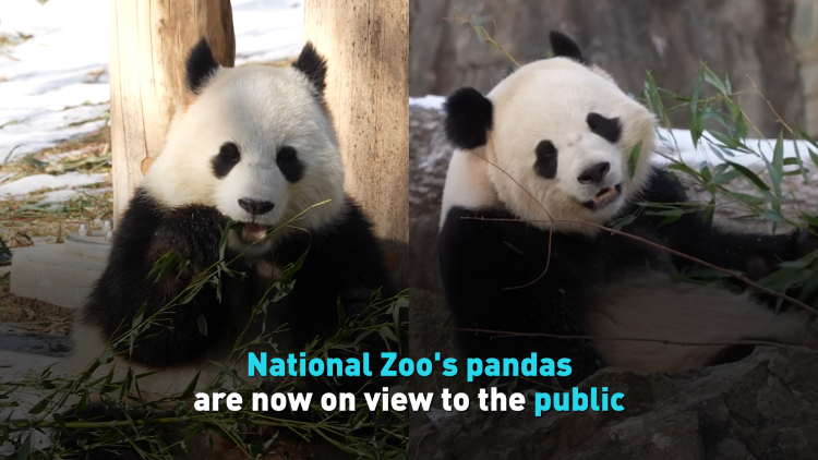 Pandas Bao Li, Qing Bao debut at D.C.'s National Zoo