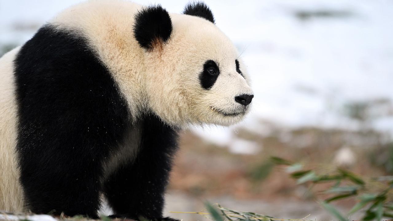 Washington welcomes giant panda pair for public debut