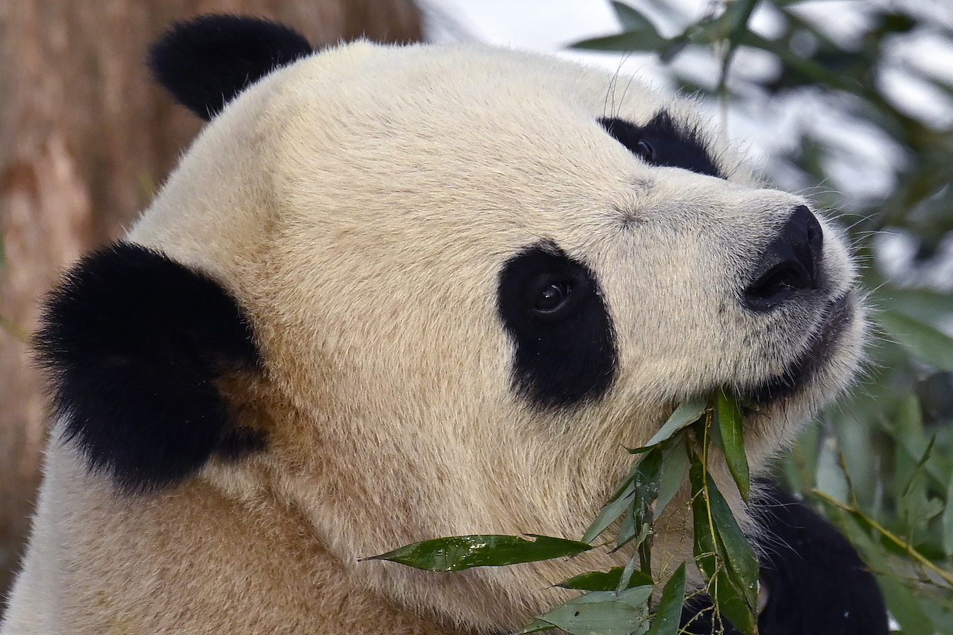 Bao Li, the male panda, eats bamboo leaves during the public debut of the giant pandas at Smithsonian