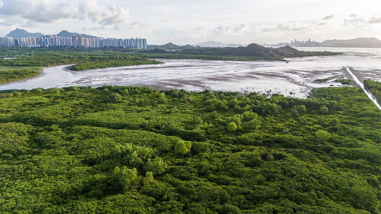 Shenzhen and Hong Kong Collaborate to Preserve Mangrove Wetlands