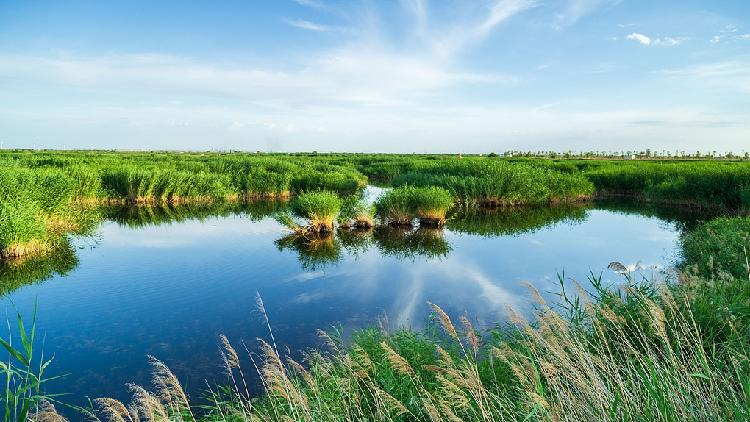 Wetland Area in China Remains Over 56.35 Million Hectares