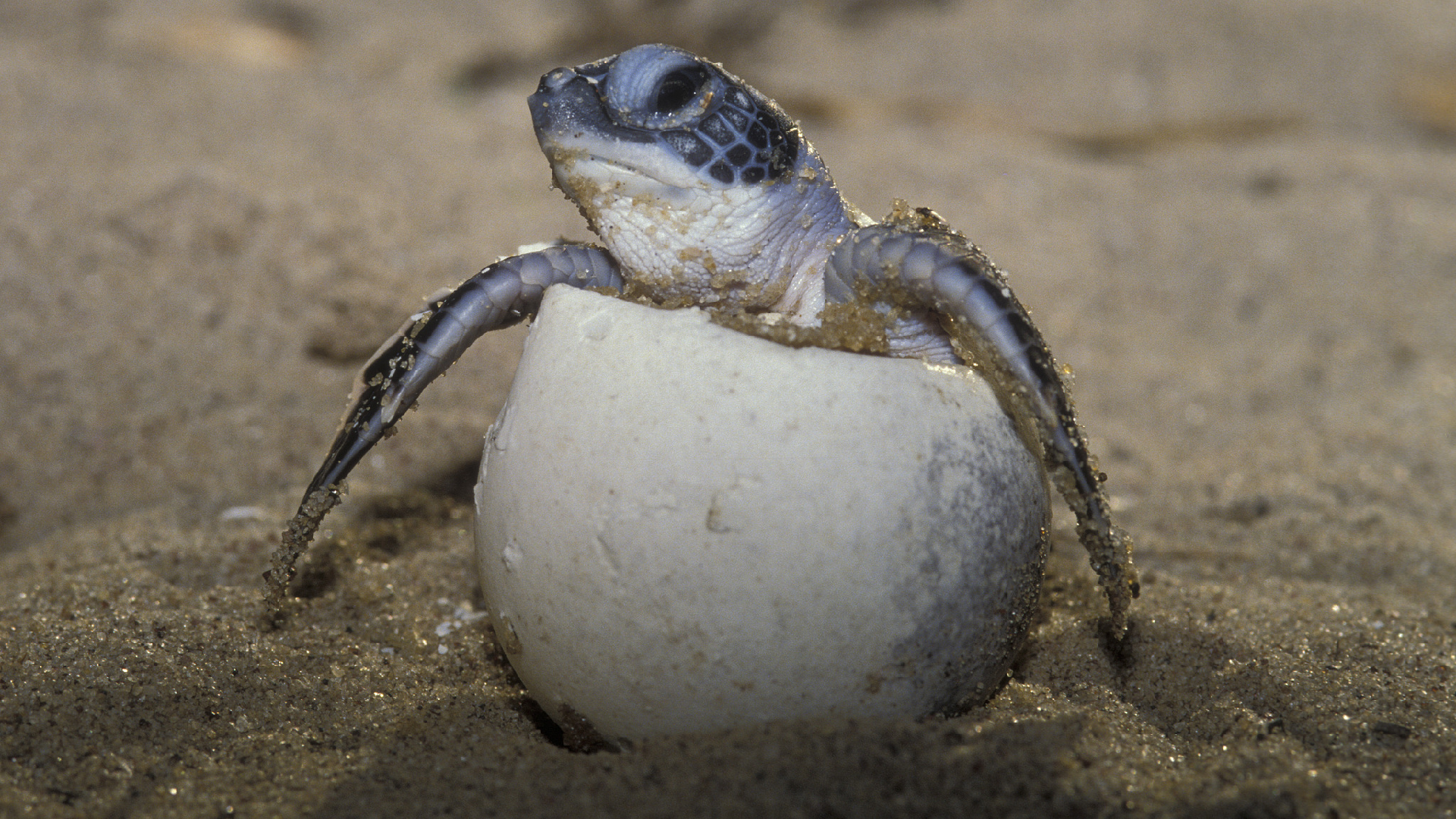 Researchers unravel the enigma of sea turtles' 'lost years'