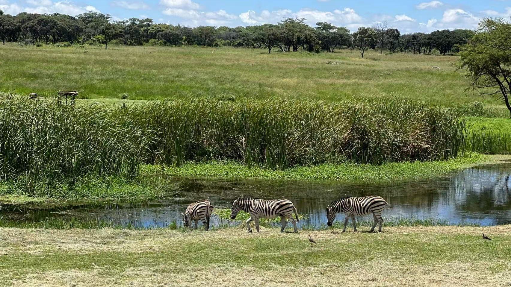 Why wetlands matter and the path forward