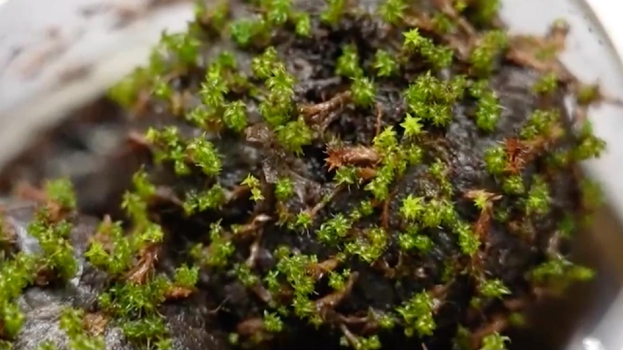 Chinese researchers unveil cold-tolerance mechanism in desert moss