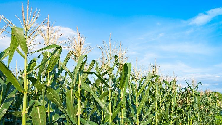 China devises gene-editing technique to decrease the height of corn plants