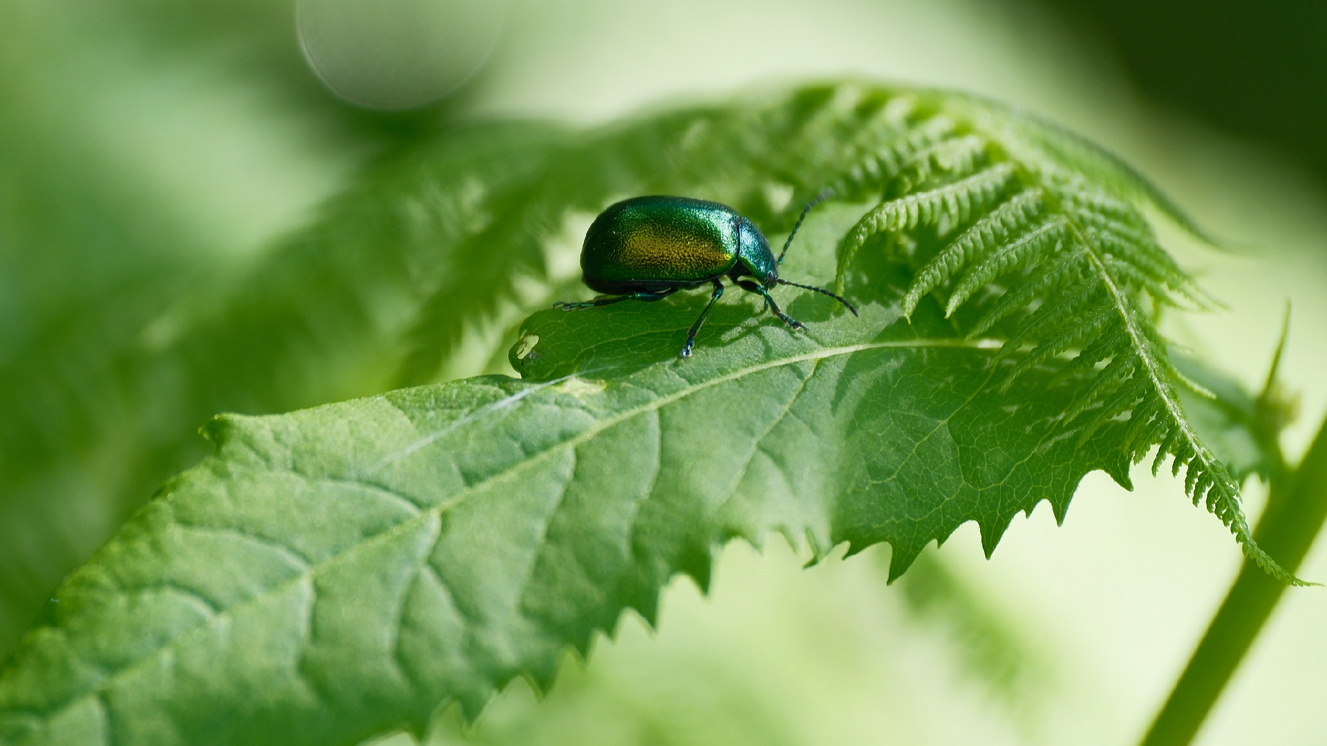 Chinese researchers identify crucial genes that combat agricultural pests