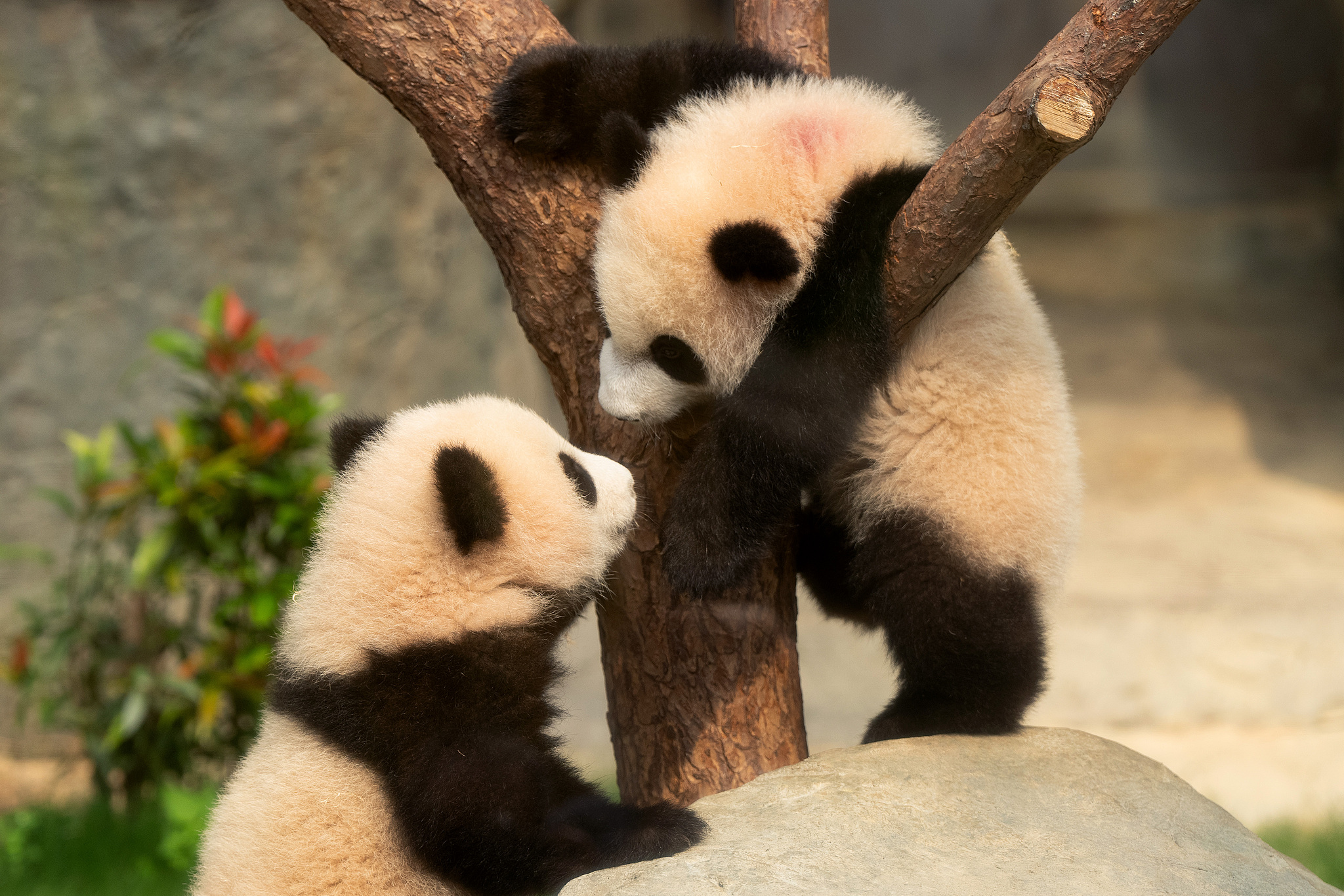 Hong Kong born Giant Panda Cubs Make Public Debut CGTN