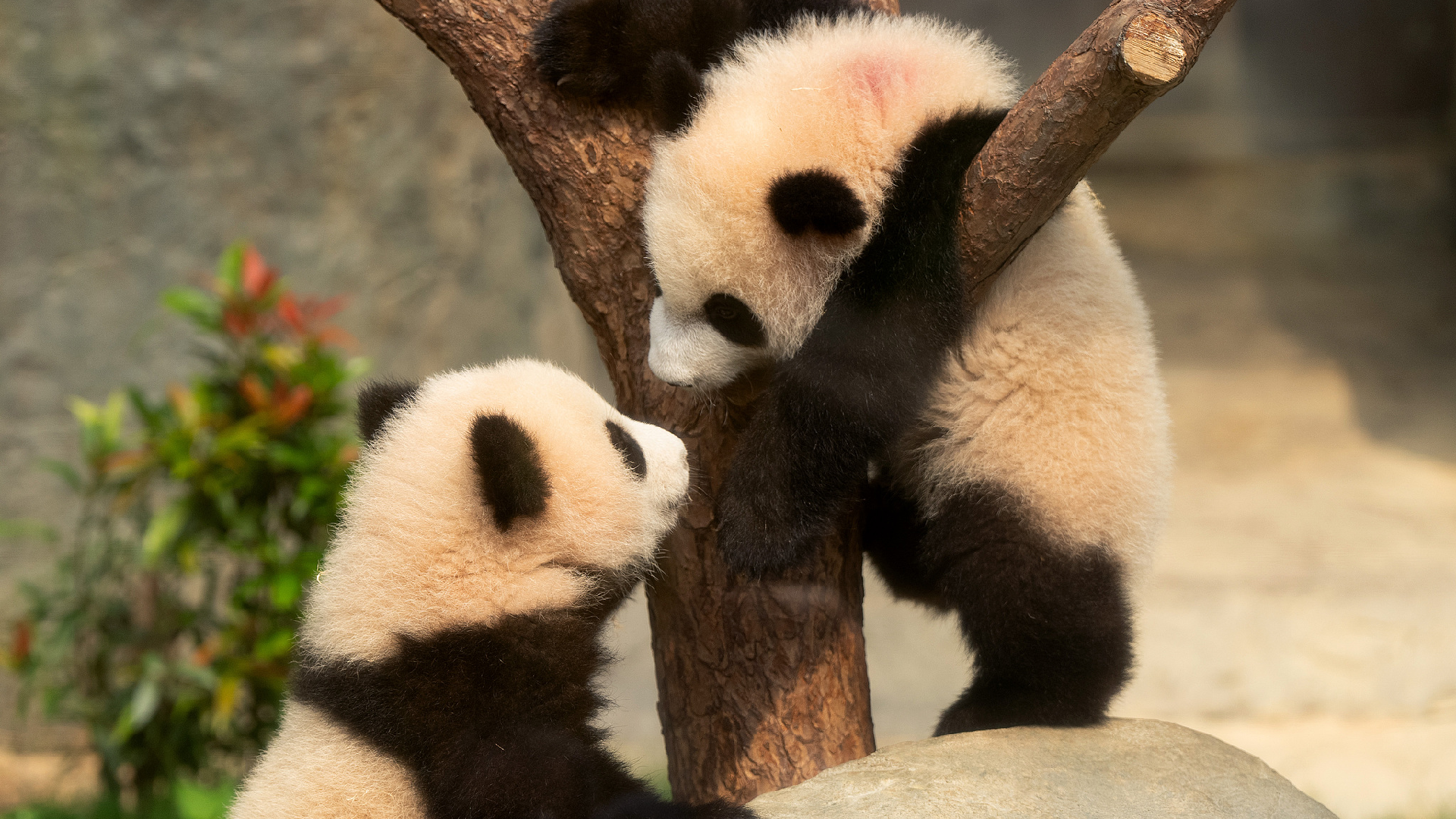 Hong Kong born Giant Panda Cubs Make Public Debut CGTN Hong Kong born Giant Panda Cubs Make Public Debut CGTN
