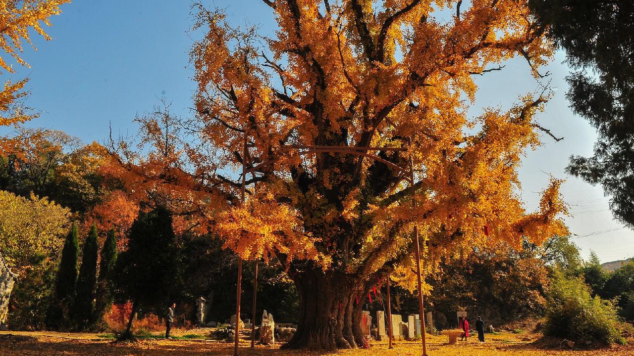 China plans to introduce a tagging system for ancient, notable trees