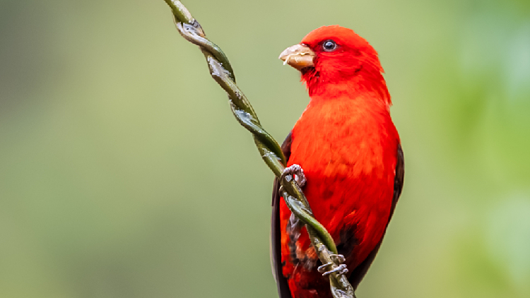 Ruby-red scarlet finches spotted in Yunnan