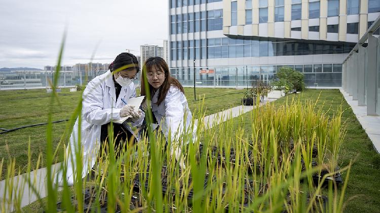 China Reiterates Dedication to Progress in Agricultural Technology