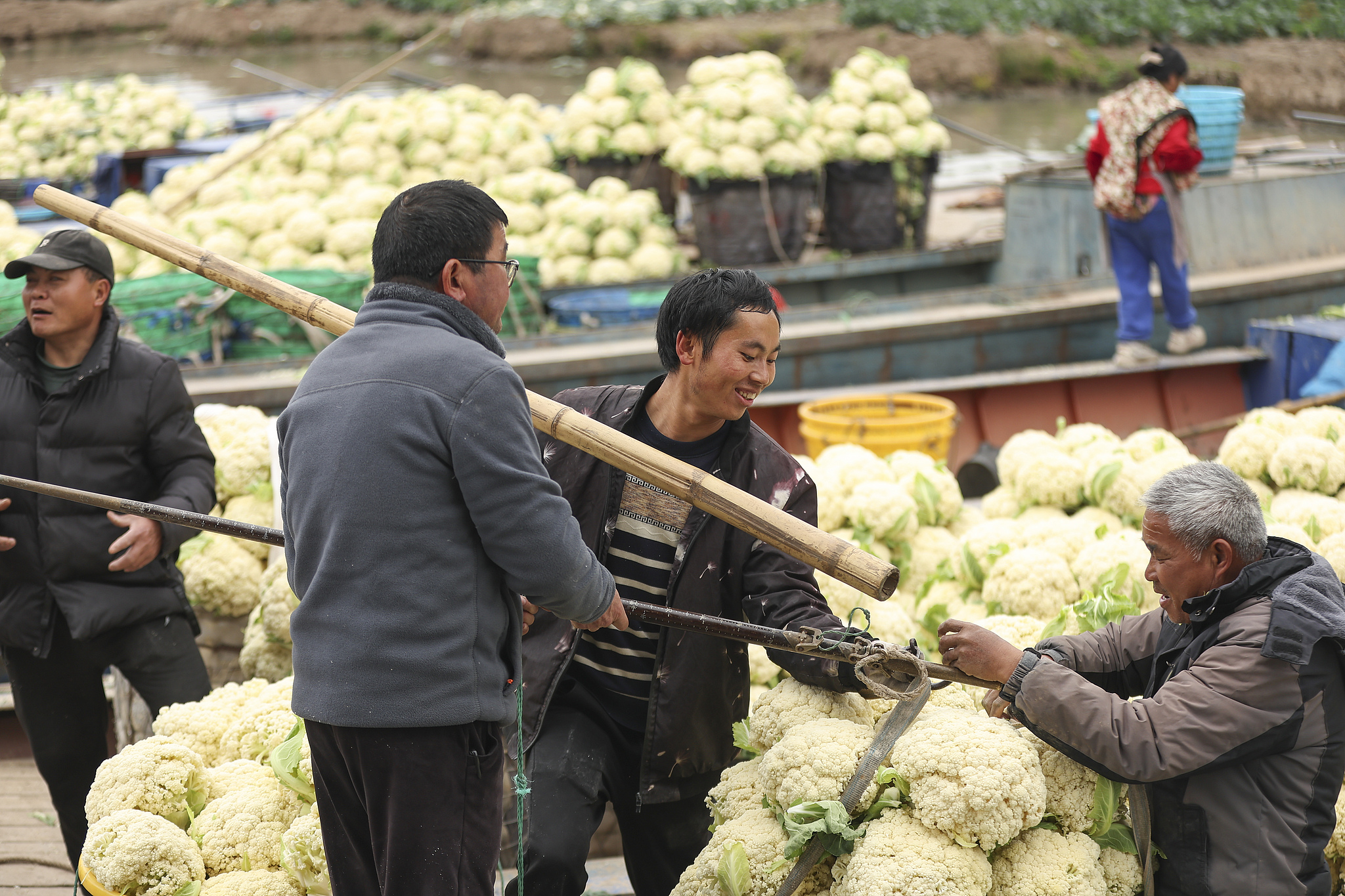 Farmers weigh the harvested cauliflower at an agricultural trading center in Wenzhou, east China's Zhejiang Province, February 18, 2025. /VCG