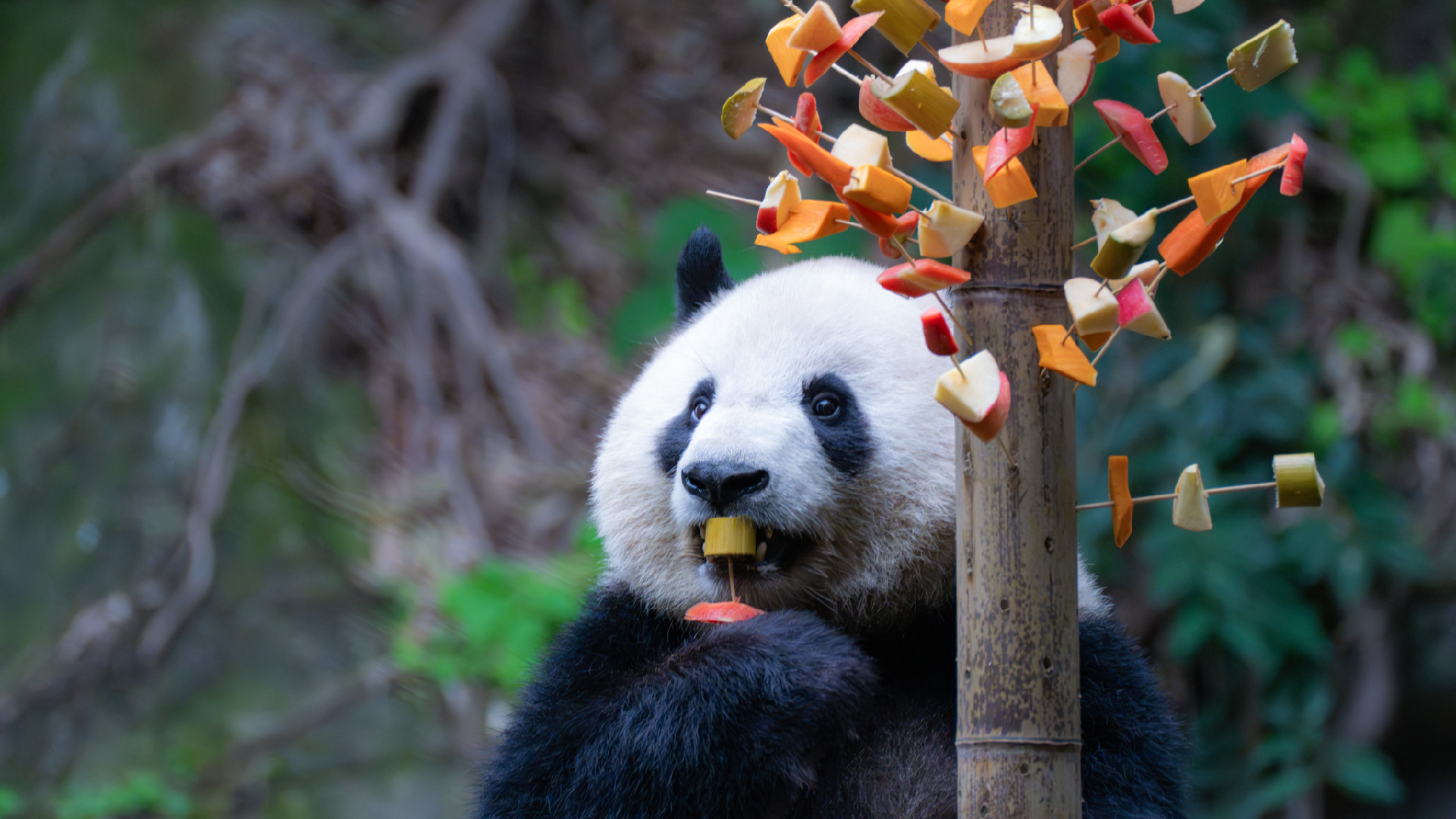 Fruit and vegetable skewers delight giant pandas in Chongqing