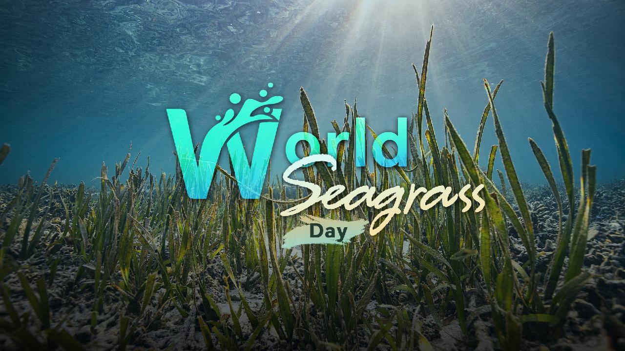 World Seagrass Day: Celebrating the Underappreciated Marine Gem