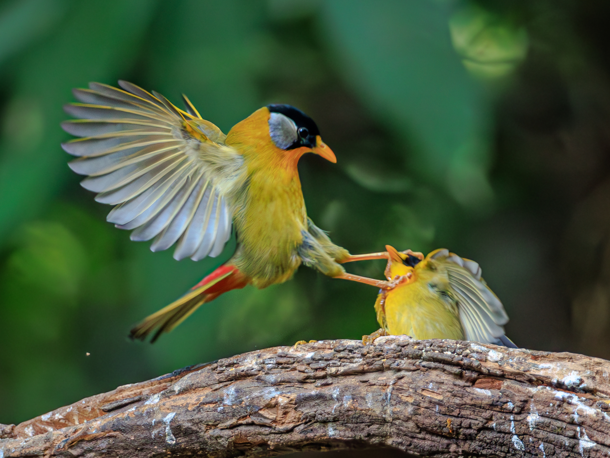 Two silver-eared mesias are caught in a heated face-to-face squabble that soon developed into a feisty face-off on the Hongbeng River in the Dehong Dai and Jingpo Autonomous Prefecture, Yunnan Province, February 6, 2025. /VCG