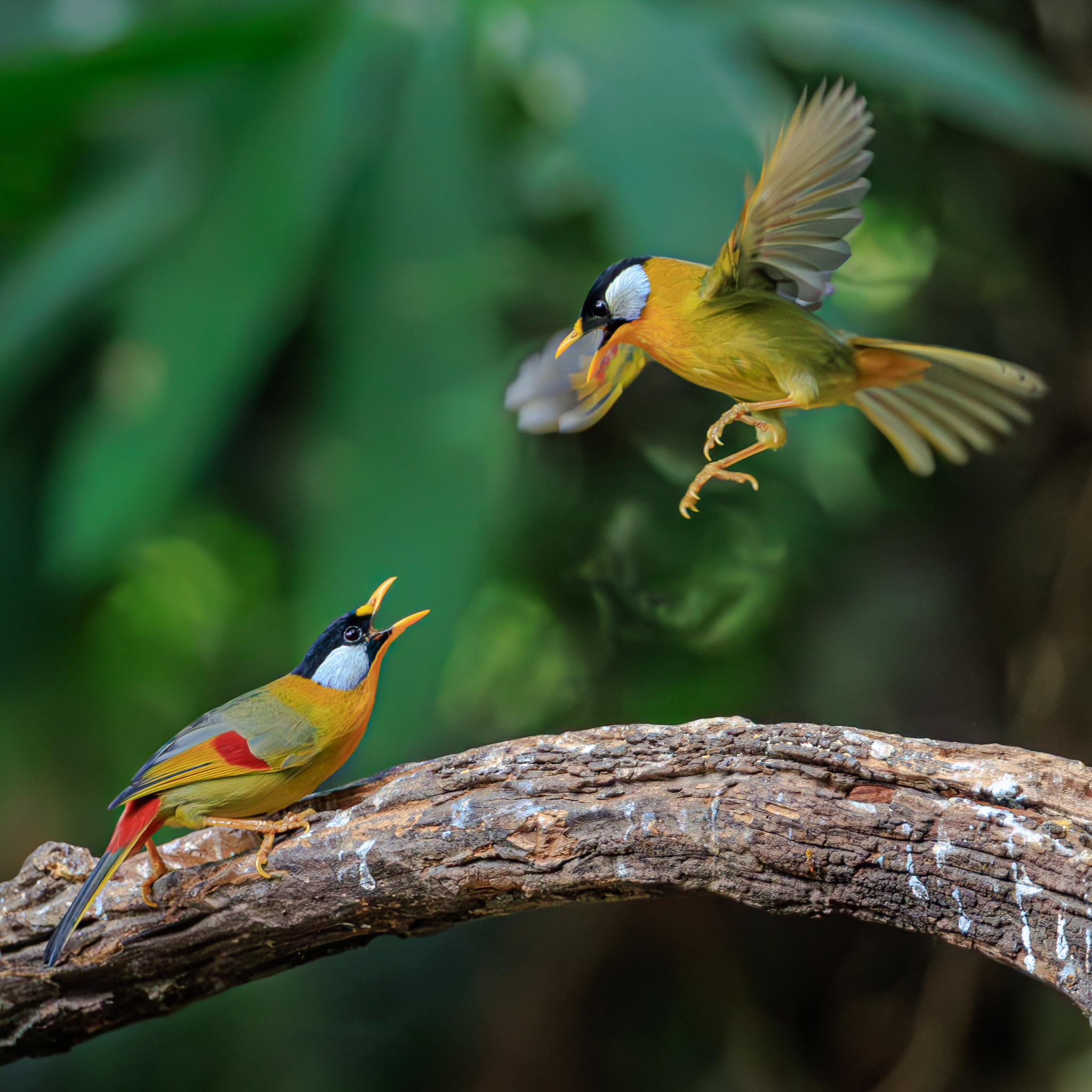 Two silver-eared mesias are caught in a heated face-to-face squabble that soon developed into a feisty face-off on the Hongbeng River in the Dehong Dai and Jingpo Autonomous Prefecture, Yunnan Province, February 6, 2025. /VCG