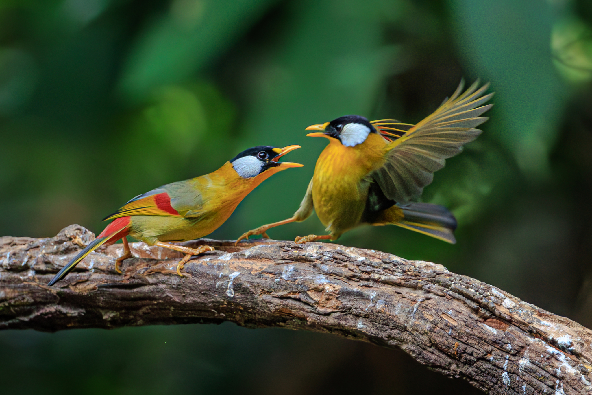 Two silver-eared mesias are caught in a heated face-to-face squabble that soon developed into a feisty face-off on the Hongbeng River in the Dehong Dai and Jingpo Autonomous Prefecture, Yunnan Province, February 6, 2025. /VCG