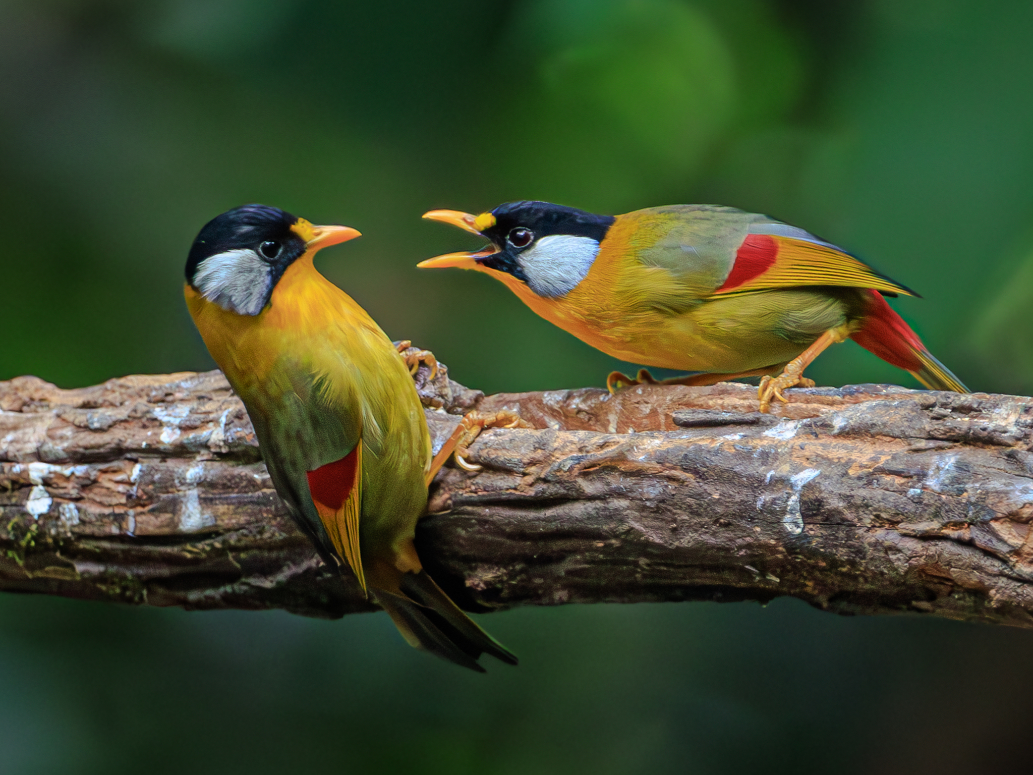 Two silver-eared mesias are caught in a heated face-to-face squabble that soon developed into a feisty face-off on the Hongbeng River in the Dehong Dai and Jingpo Autonomous Prefecture, Yunnan Province, February 6, 2025. /VCG