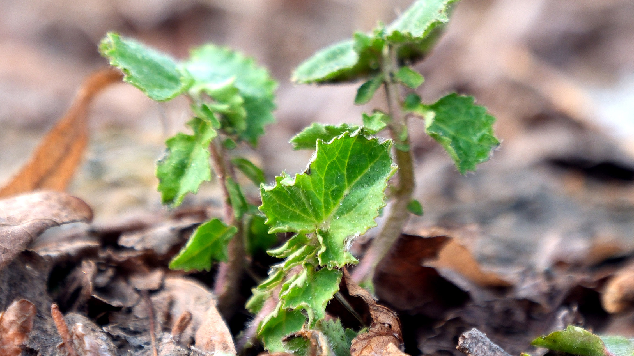 Chinese scientists engineer nanomaterial to enhance plant photosynthesis