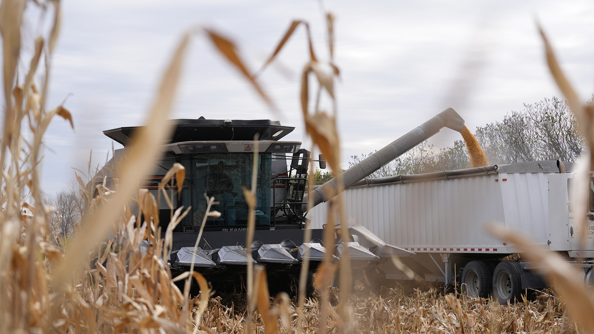 Martin Larsen transfers corn from his combine to a delivery truck at his farm in Oronoco, Minnesota, the United States, October 18, 2024 (Abbie Parr, File). /VCG