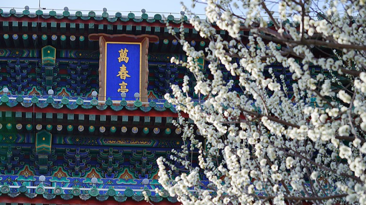Flower blossoms highlight beauty of spring in Beijing - CGTN