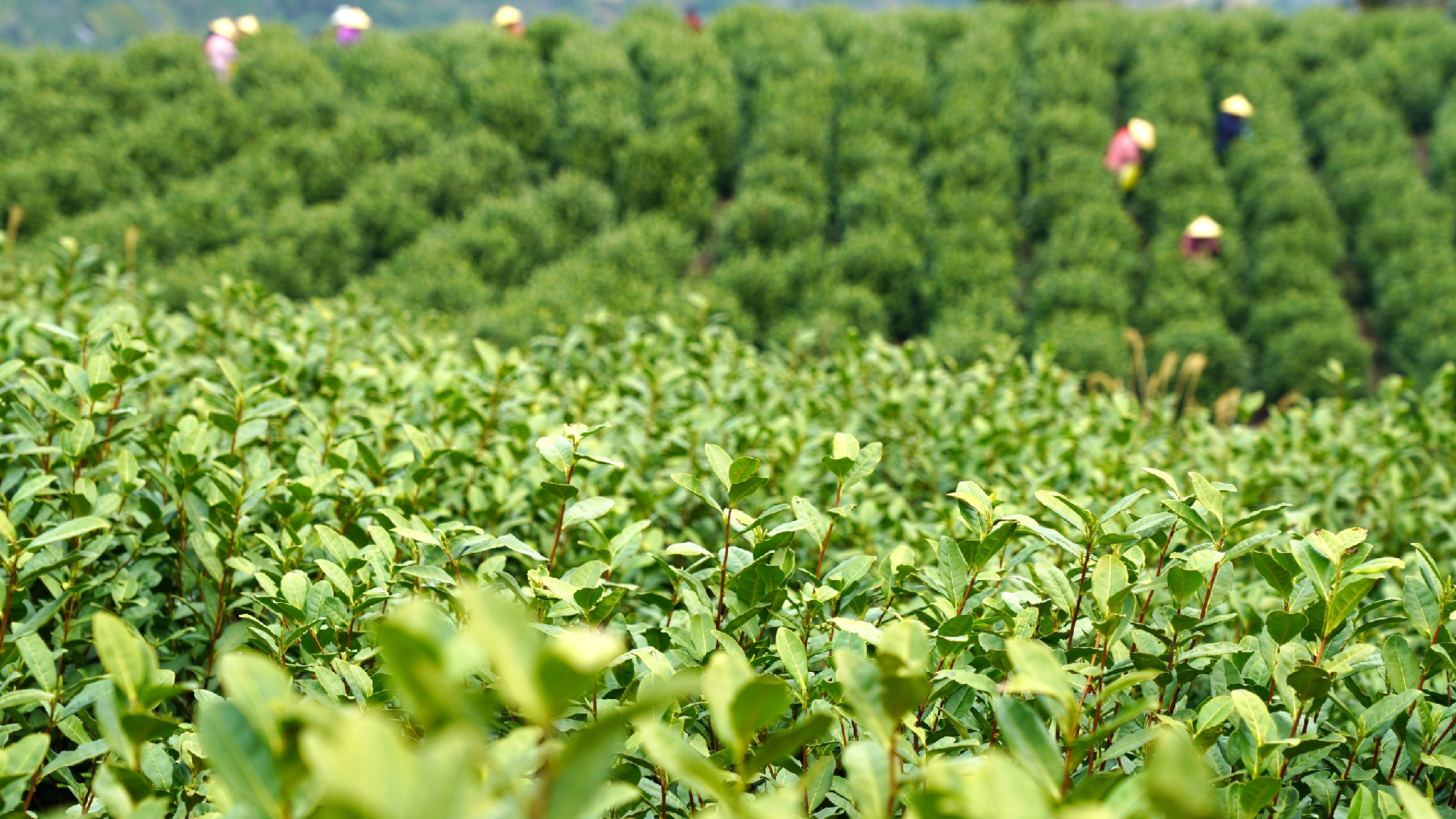 Early spring tea harvest boosts rural vitalization in east China - CGTN