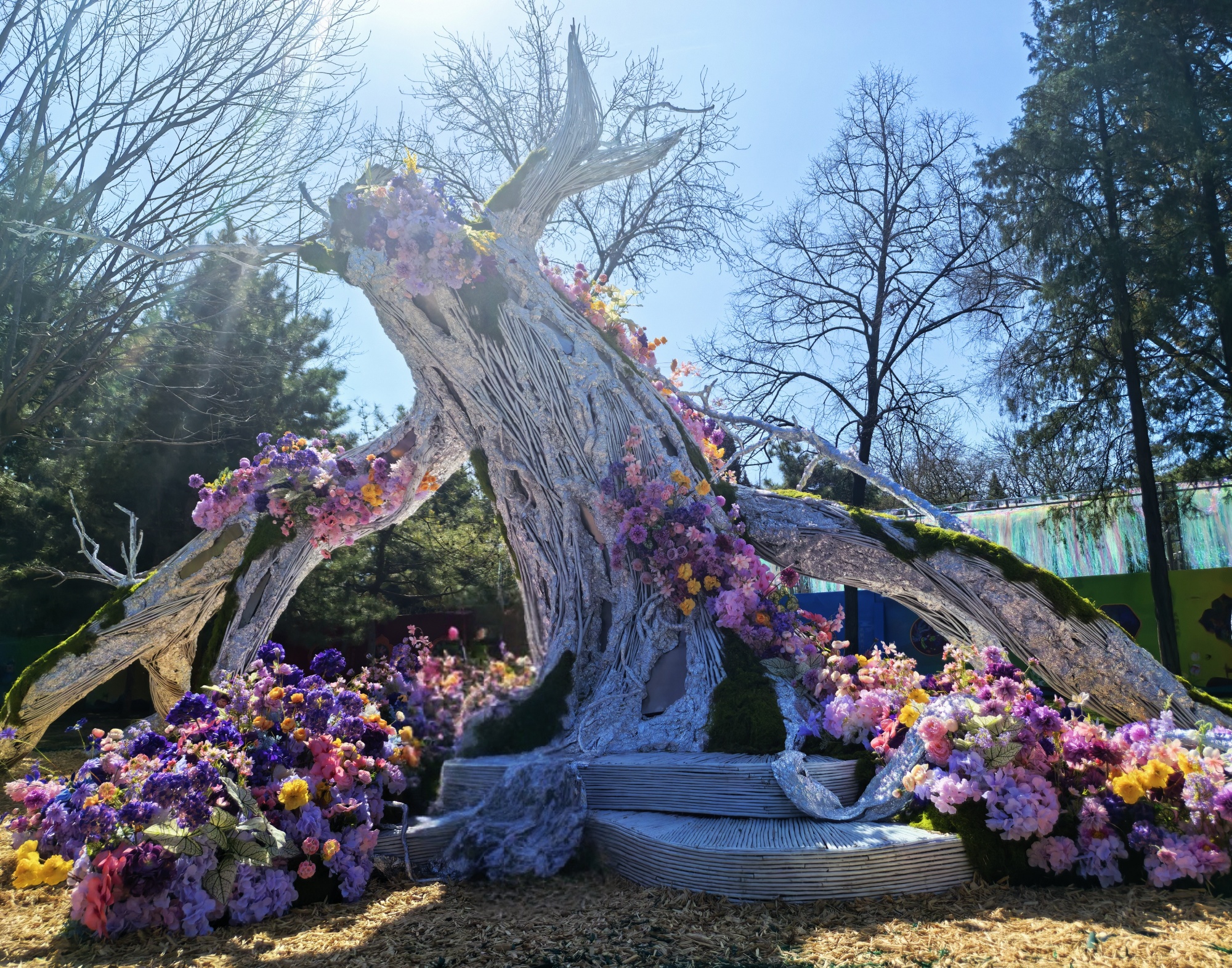 Blossoms Brighten Spring Garden Fair In Ritan Park - Cgtn