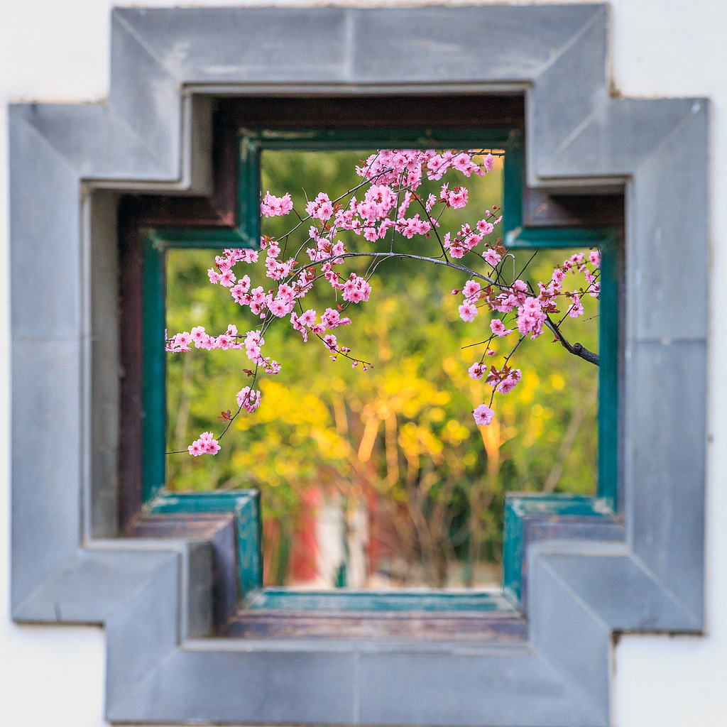 A double-flowering plum tree is seen in full blossom in Beijing's Zhongshan Park on March 30, 2025. /VCG