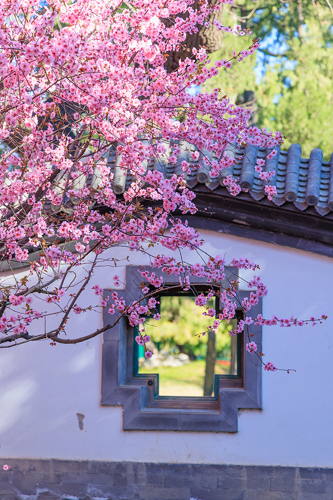 A double-flowering plum tree is seen in full blossom in Beijing's Zhongshan Park on March 30, 2025. /VCG