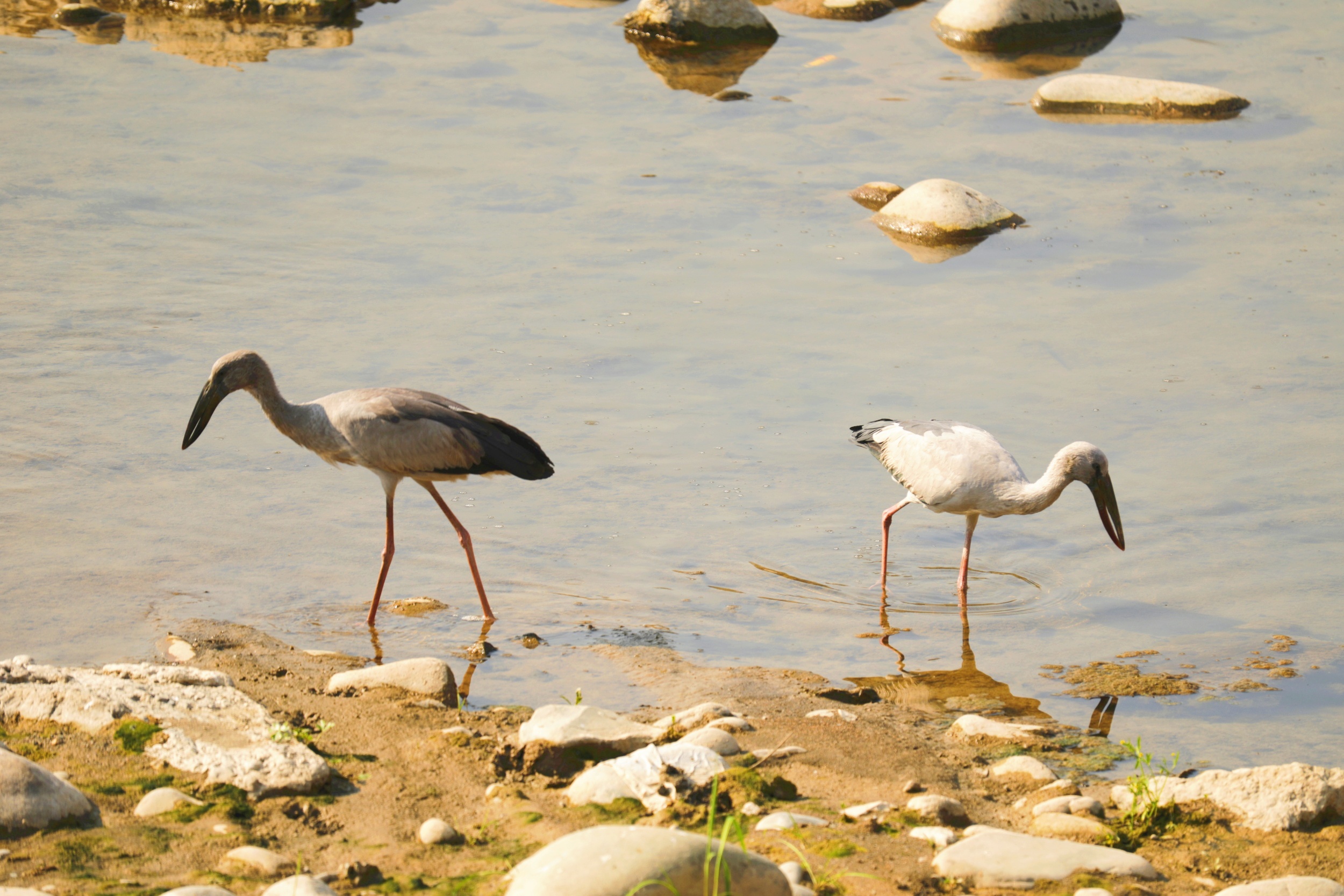 Asian openbill storks hunt for food in Yinjiang Tujia and Miao Autonomous County, southwest China's Guizhou Province, on March 25, 2025. [Photo provided to CGTN]