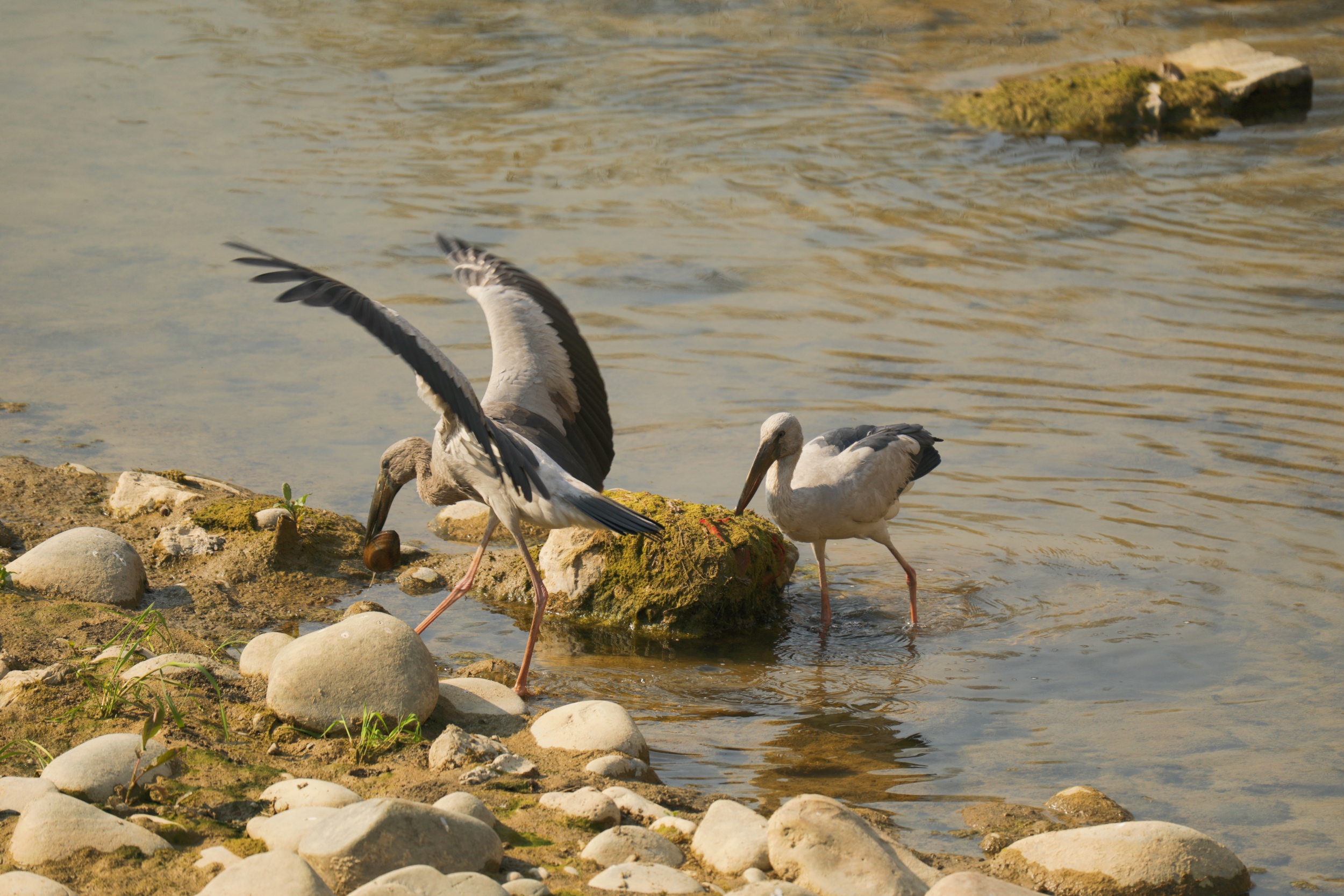 Asian openbill storks hunt for food in Yinjiang Tujia and Miao Autonomous County, southwest China's Guizhou Province, on March 25, 2025. [Photo provided to CGTN]