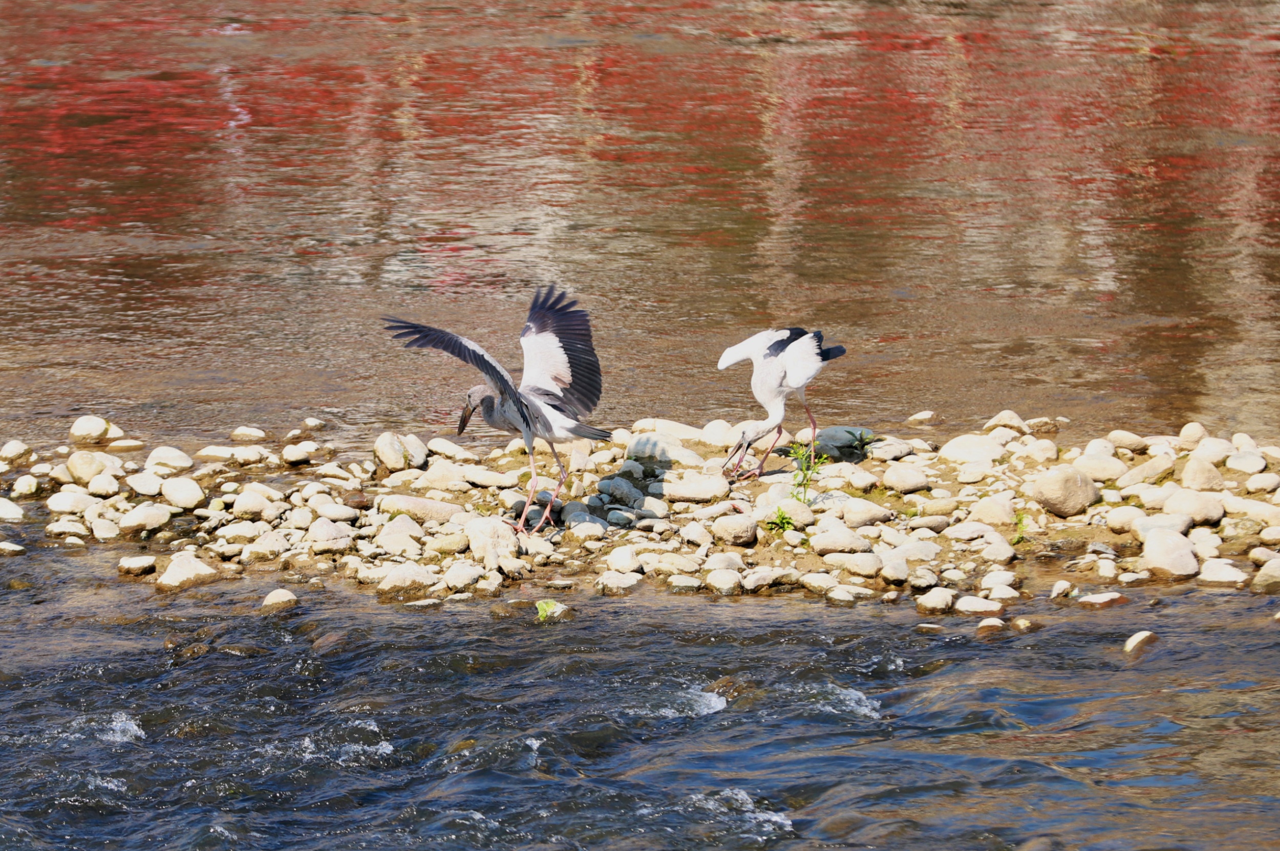 Asian openbill storks hunt for food in Yinjiang Tujia and Miao Autonomous County, southwest China's Guizhou Province, on March 25, 2025. [Photo provided to CGTN]