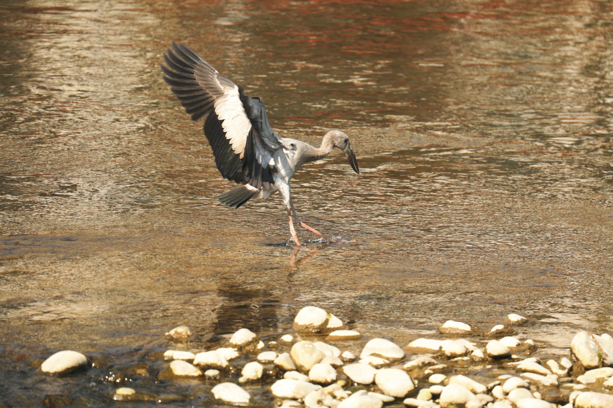 An Asian openbill stork is seen in Yinjiang Tujia and Miao Autonomous County, southwest China's Guizhou Province, on March 25, 2025. [Photo provided to CGTN]