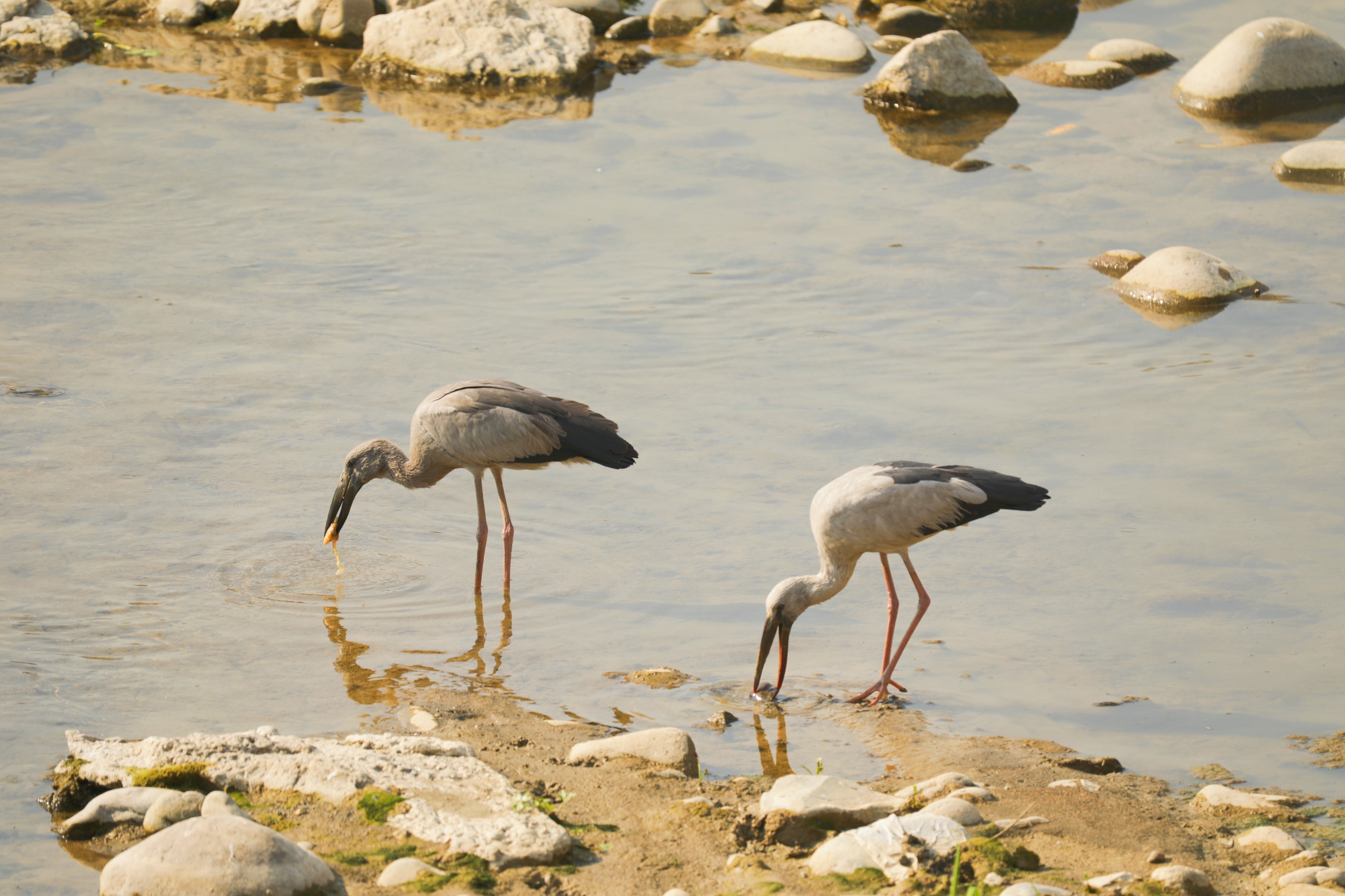 Asian openbill storks hunt for food in Yinjiang Tujia and Miao Autonomous County, southwest China's Guizhou Province, on March 25, 2025. [Photo provided to CGTN]