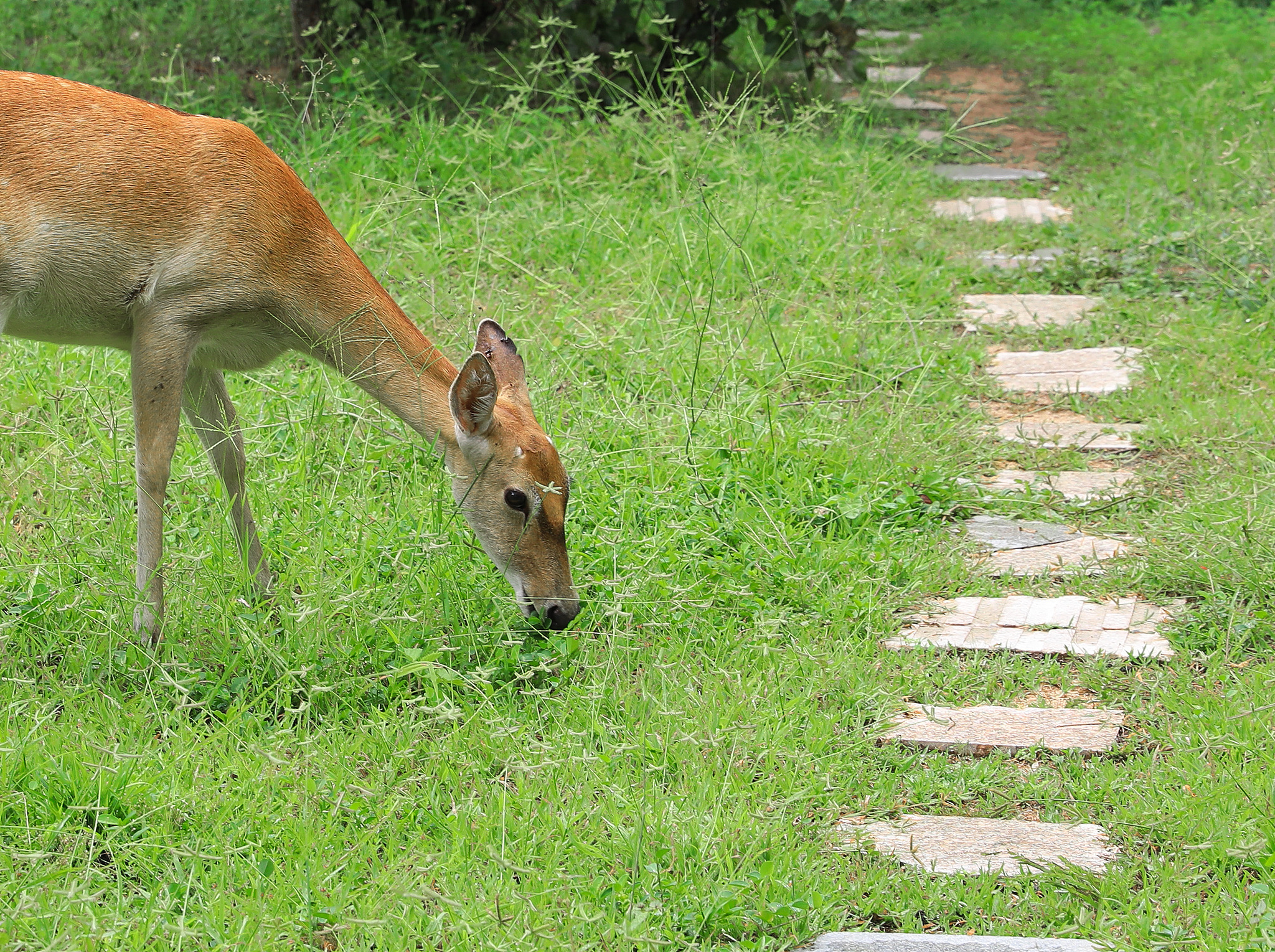 Meet the Hainan Eld's deer