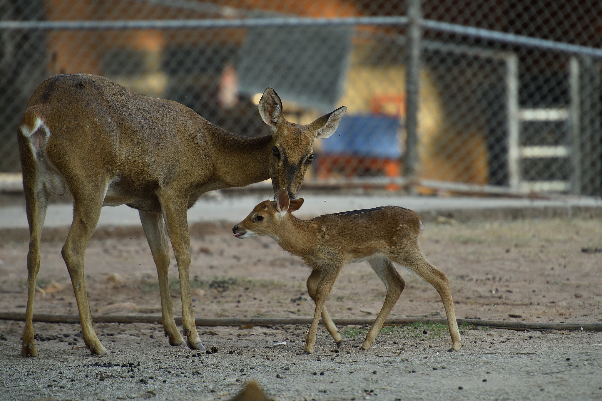 Meet the Hainan Eld's deer