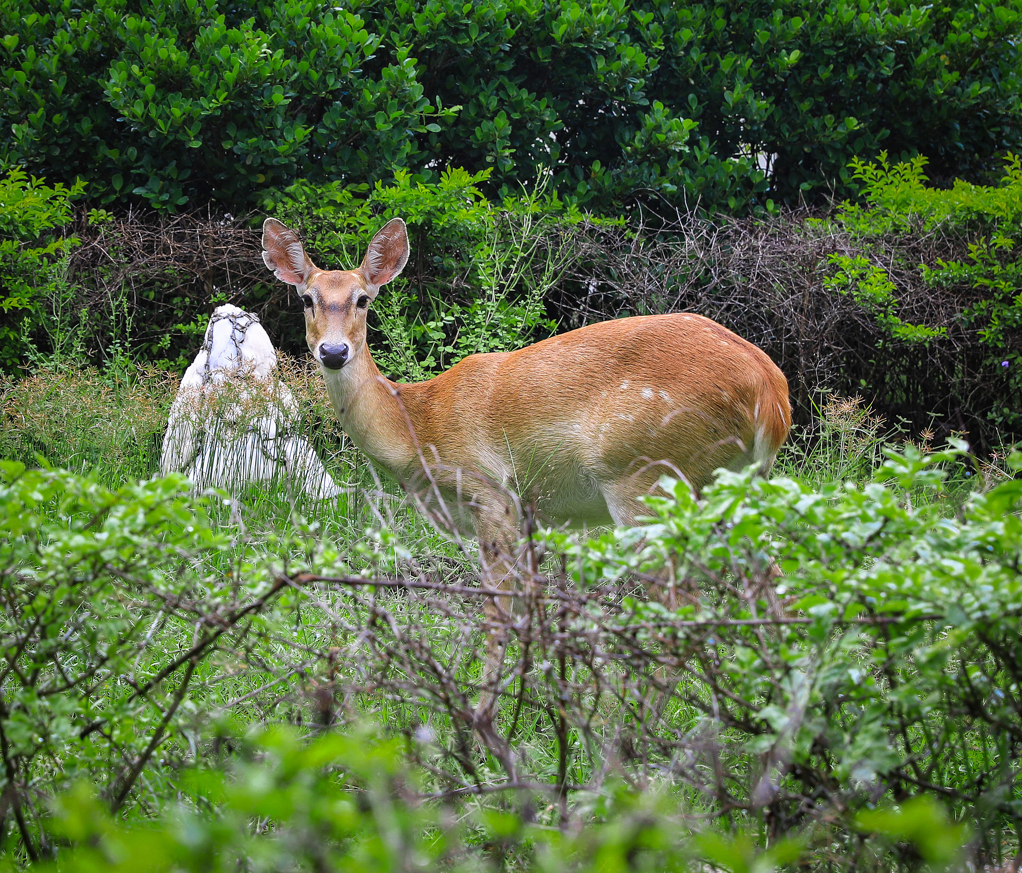 Meet the Hainan Eld's deer