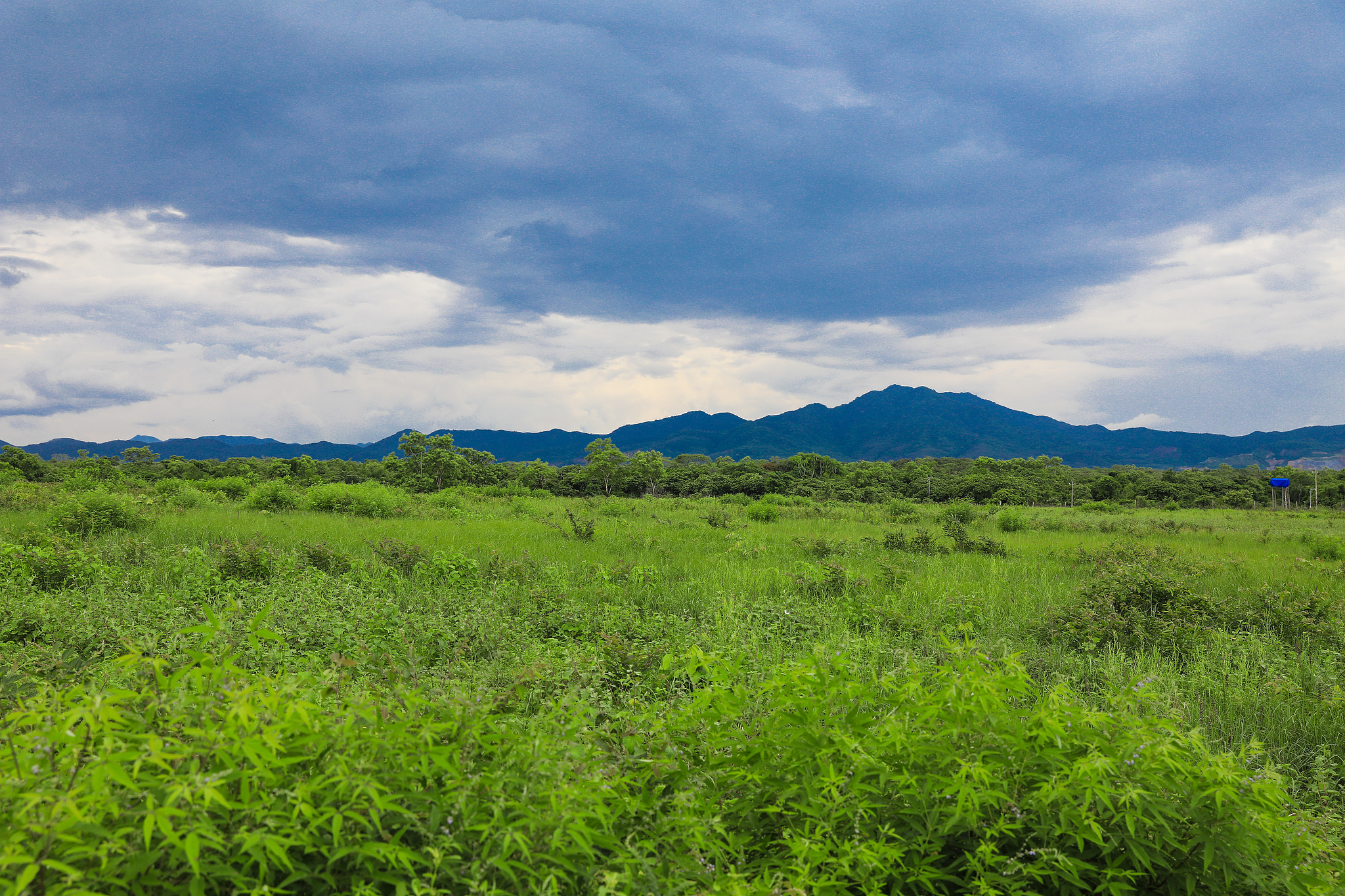 Meet the Hainan Eld's deer