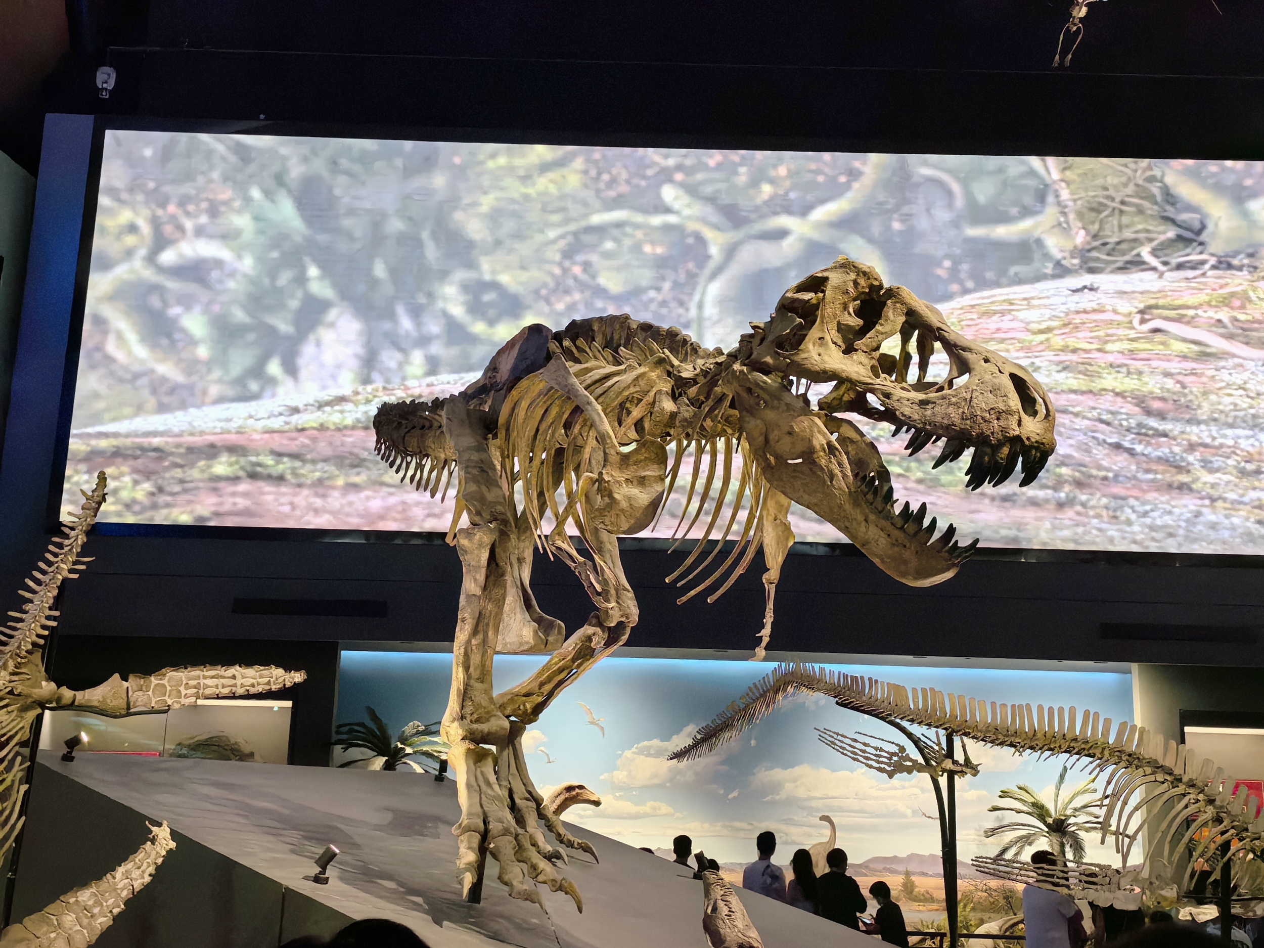 A view of the Exhibition Hall of the Age of Dinosaurs at the National Maritime Museum in north China's Tianjin. /CGTN