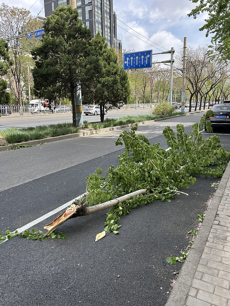 Tree branches lie on the ground after a windstorm in Beijing, China, April 12, 2025. /CFP