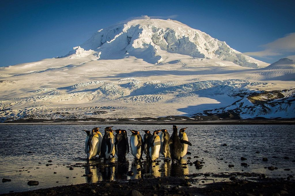 King penguins standing on the shores of Corinthian Bay in the Australian territory of Heard Island in the Southern Ocean. Photo by Matt Curnock. /VCG