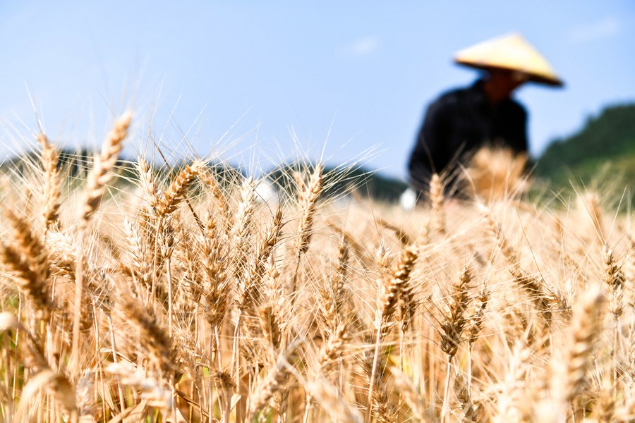 A farmer harvests at a wheat field at Yantang Village of Kaiyang County in Guiyang, southwest China's Guizhou Province, May 31, 2023. /Xinhua