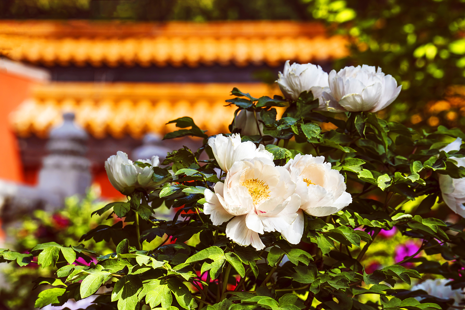 Peonies bloom against the backdrop of the ancient architecture at Jingshan Park in Beijing on April 17, 2025. /VCG