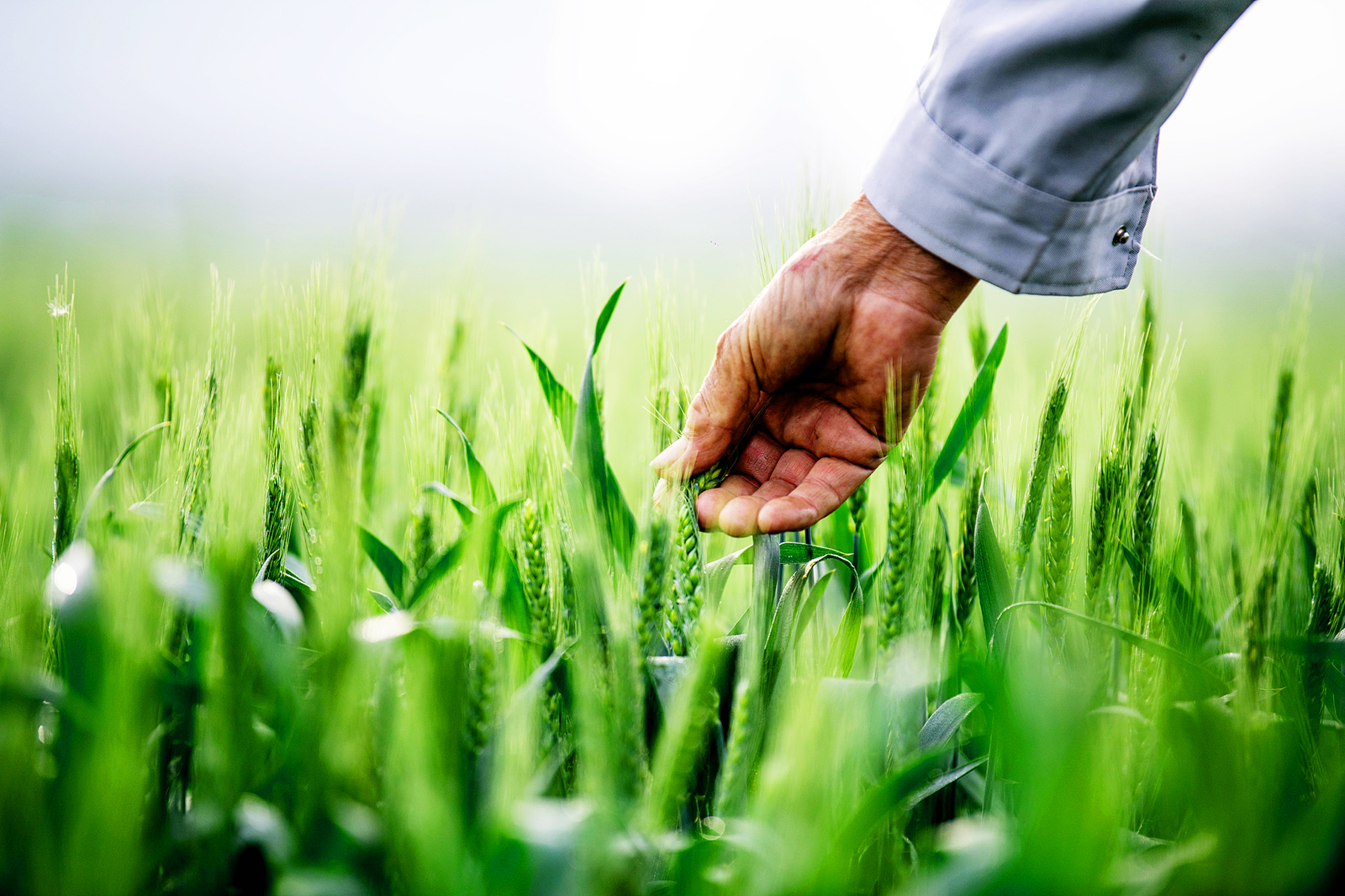 A farmer checks the wheat crop at a village in Taizhou, Jiangsu Province on April 19, 2025. /VCG