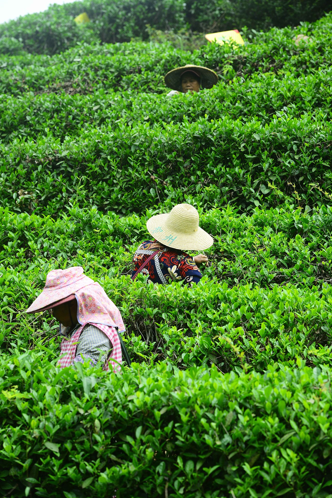 Farmers pick tea leaves at a village in Hezhou, Guangxi Zhuang Autonomous Region on April 19, 2025. /VCG