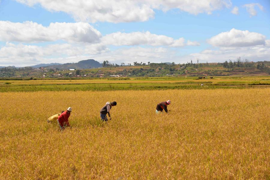 Farmers harvest rice at a high-yield hybrid rice demonstration field in Mahitsy, Madagascar, May 8, 2024. /Xinhua
