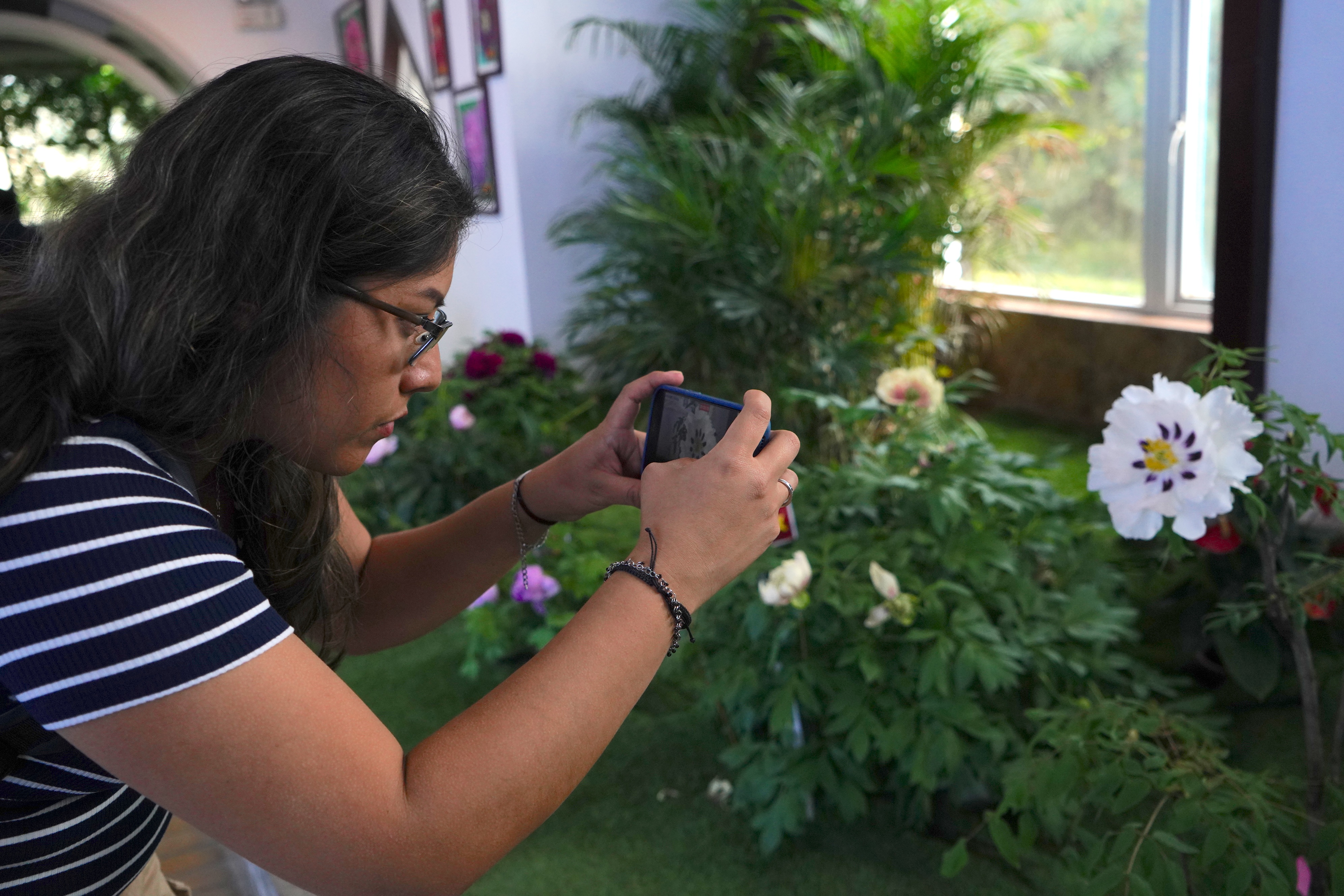 A member of the Latin America and Caribbean media delegation takes photos of peonies at the Luoyang National Peony Garden in central China's Henan Province on April 21, 2025. /CGTN