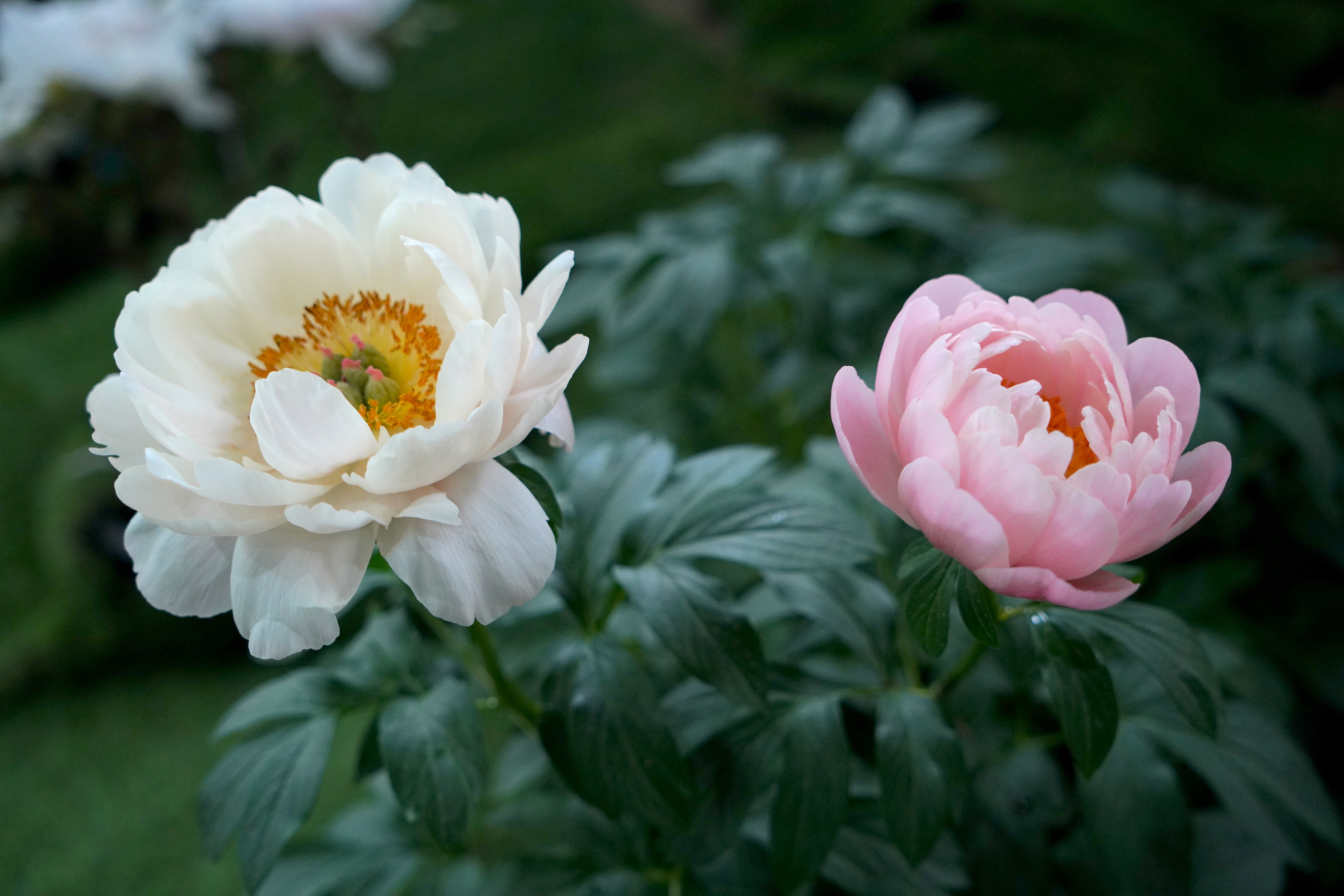 Blooming peony flowers are pictured at the Luoyang National Peony Garden in central China's Henan Province on April 21, 2025. /CGTN