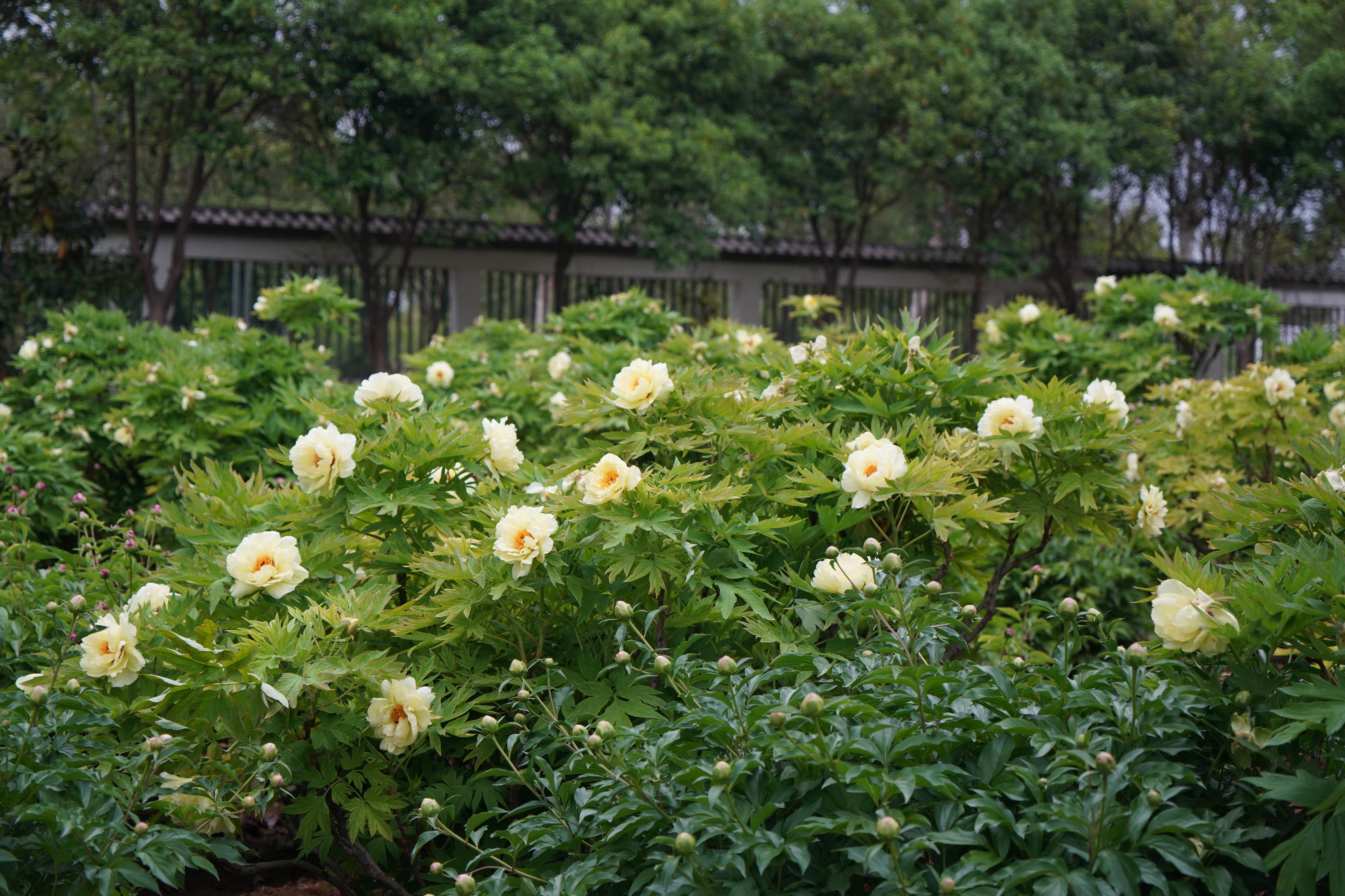 Blooming peony flowers are pictured at the Luoyang National Peony Garden in central China's Henan Province on April 21, 2025. /CGTN