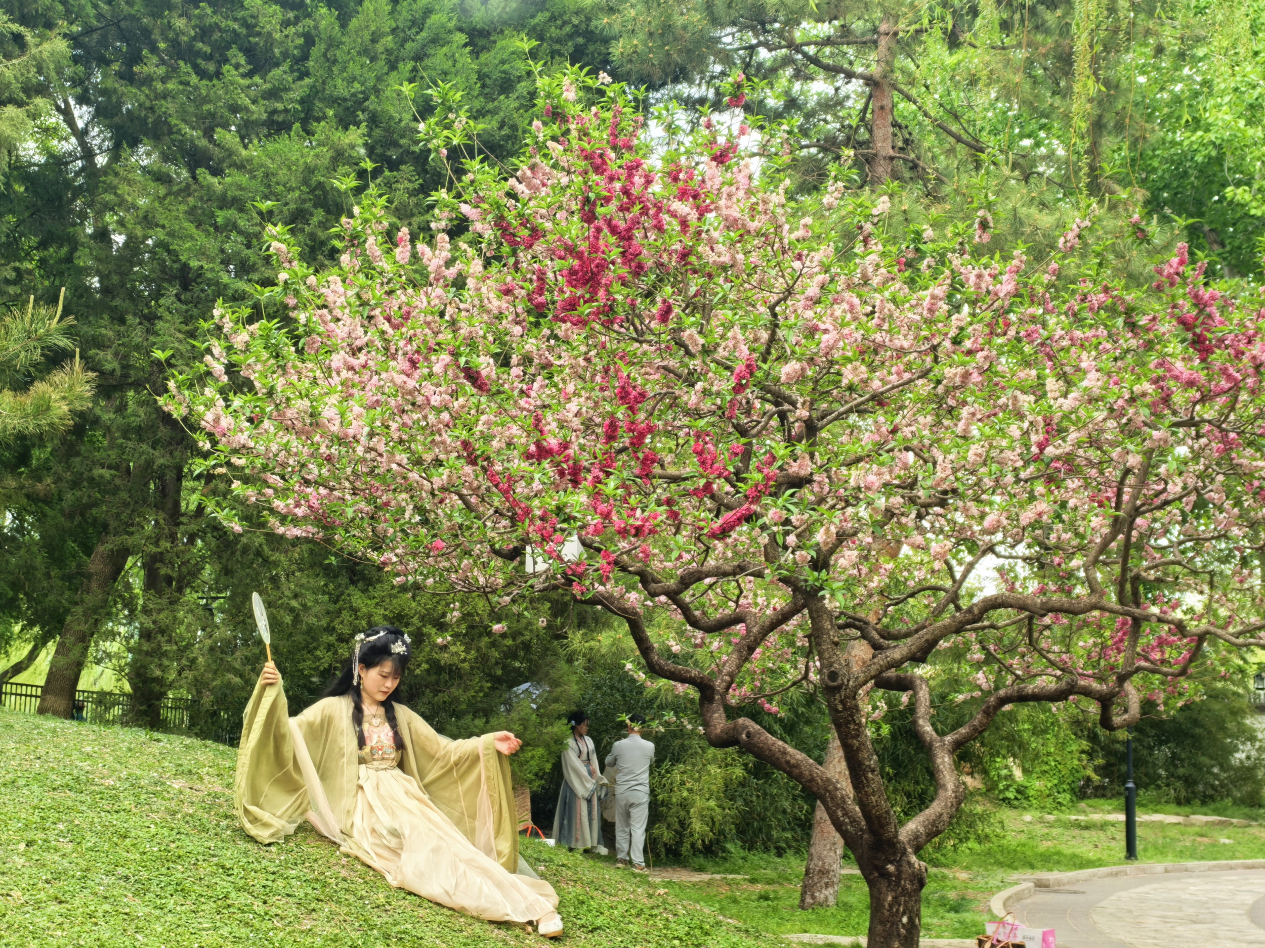 A woman in traditional Chinese attire poses for a photo under a blossoming tree in Taoranting Park in Beijing on April 20, 2025. /CGTN